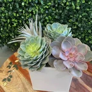 Otis Succulents