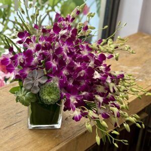 Venti Orchids